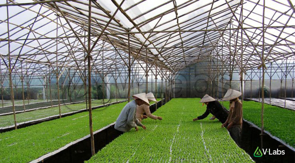 Vùng trồng được kiểm soát truy xuất nguồn gốc nguyên liệu tại V•Labs