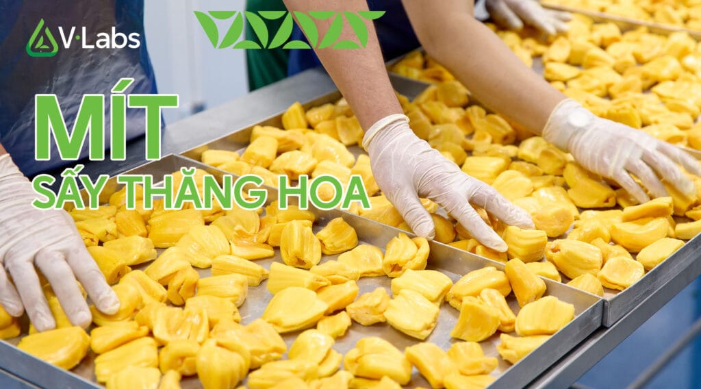 Mít Sấy Thăng Hoa: Công Nghệ Giữ Nguyên Múi, Giòn Tan Và Không Dầu