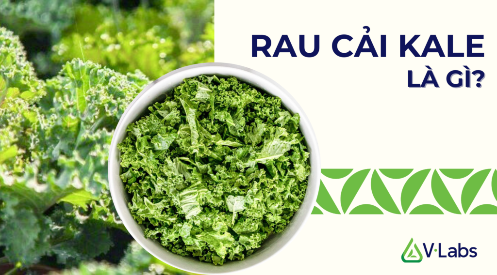 rau cai kale la gi