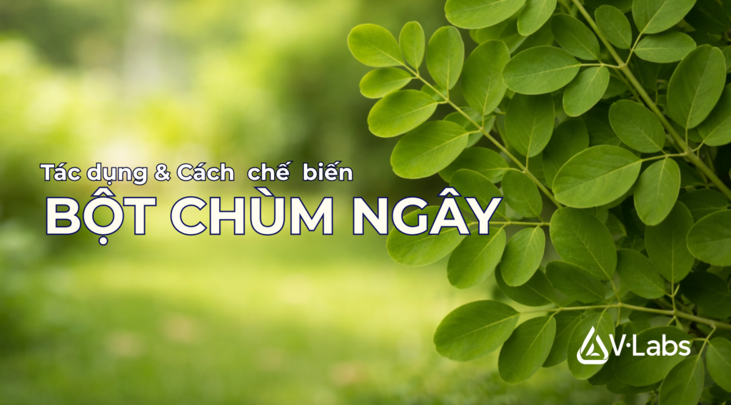 Phương pháp chế biến bột chùm ngây