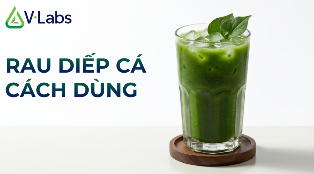 uong rau diep ca moi ngay co tot khong