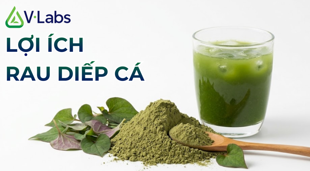 uong rau diep ca co tac dung gi