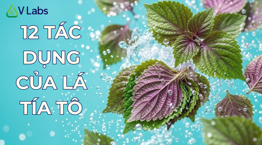 12 tác dụng lá tía tô