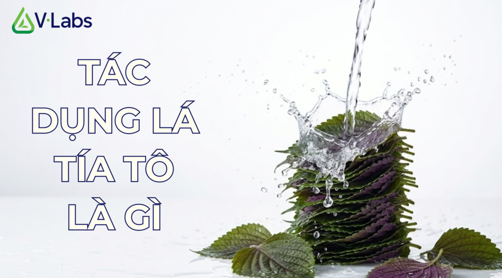 Tác dụng lá tía tô là gì