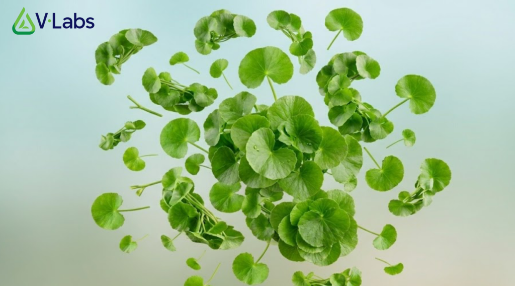 Rau má, tác dụng của rau má