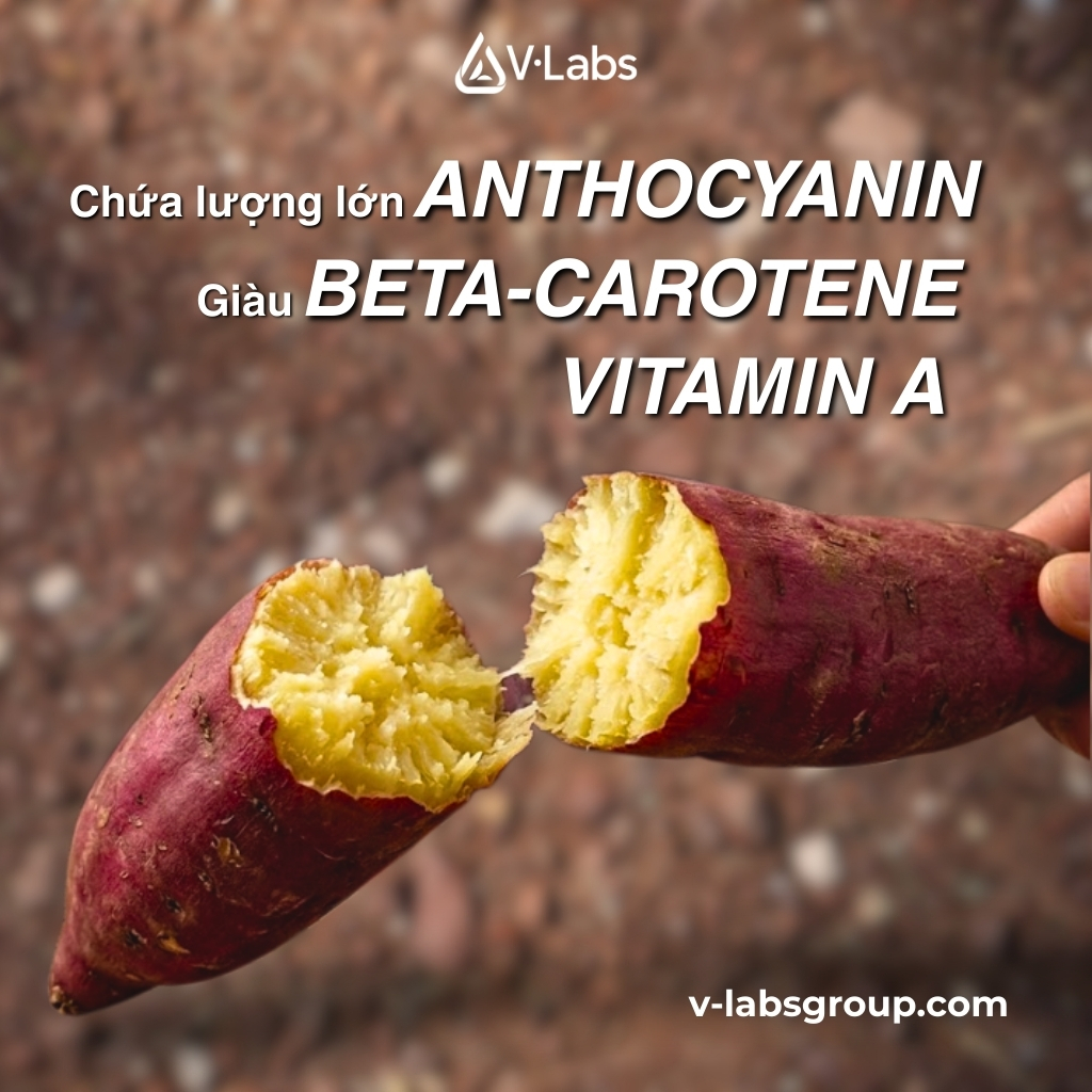 Khoai Lang Sấy Thăng Hoa