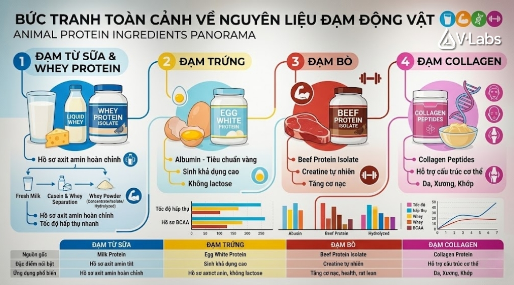 Giải Mã Whey Protein Là Gì: Phân Loại & Bí Quyết Gia Công Đạm Thực Phẩm Bổ Sung