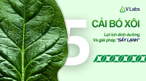 Cải Bó Xôi: 5 Tác Dụng Tuyệt Vời & Giải Pháp Gia Công Sấy Lạnh, Sấy Thăng Hoa Giữ Trọn Dưỡng Chất