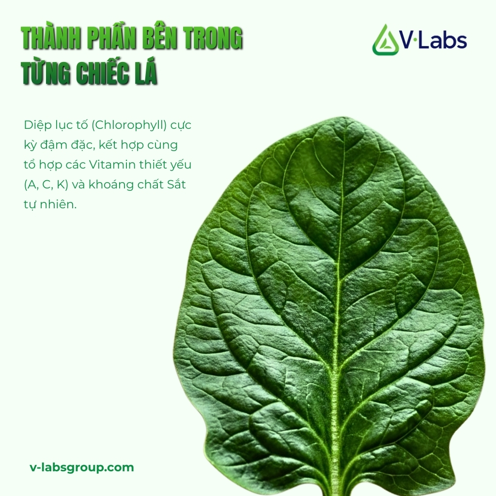 Cải Bó Xôi: 5 Tác Dụng Tuyệt Vời & Giải Pháp Gia Công Sấy Lạnh, Sấy Thăng Hoa Giữ Trọn Dưỡng Chất