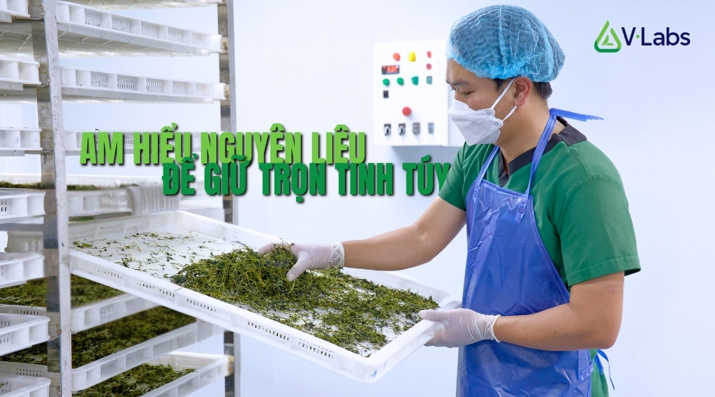 Cải Bó Xôi: 5 Tác Dụng Tuyệt Vời & Giải Pháp Gia Công Sấy Lạnh, Sấy Thăng Hoa Giữ Trọn Dưỡng Chất