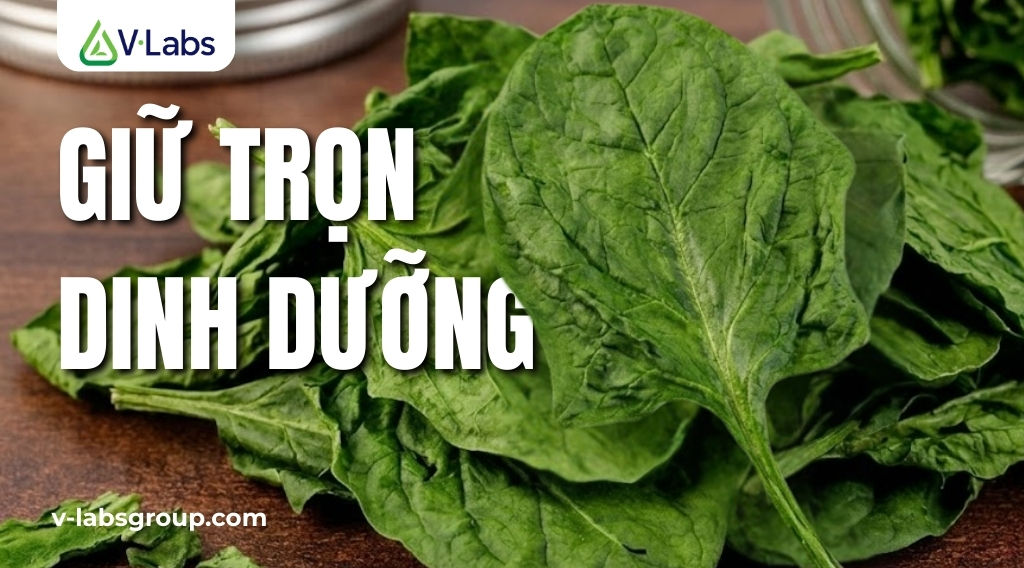 Cải Bó Xôi: 5 Tác Dụng Tuyệt Vời & Giải Pháp Gia Công Sấy Lạnh, Sấy Thăng Hoa Giữ Trọn Dưỡng Chất