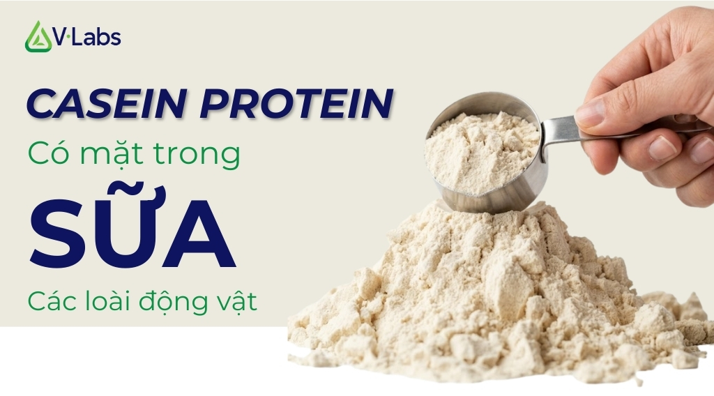 Giải Mã Casein Protein Là Gì: Nguyên Liệu Nuôi Cơ Xuyên Đêm Và Giải Pháp Gia Công Đột Phá
