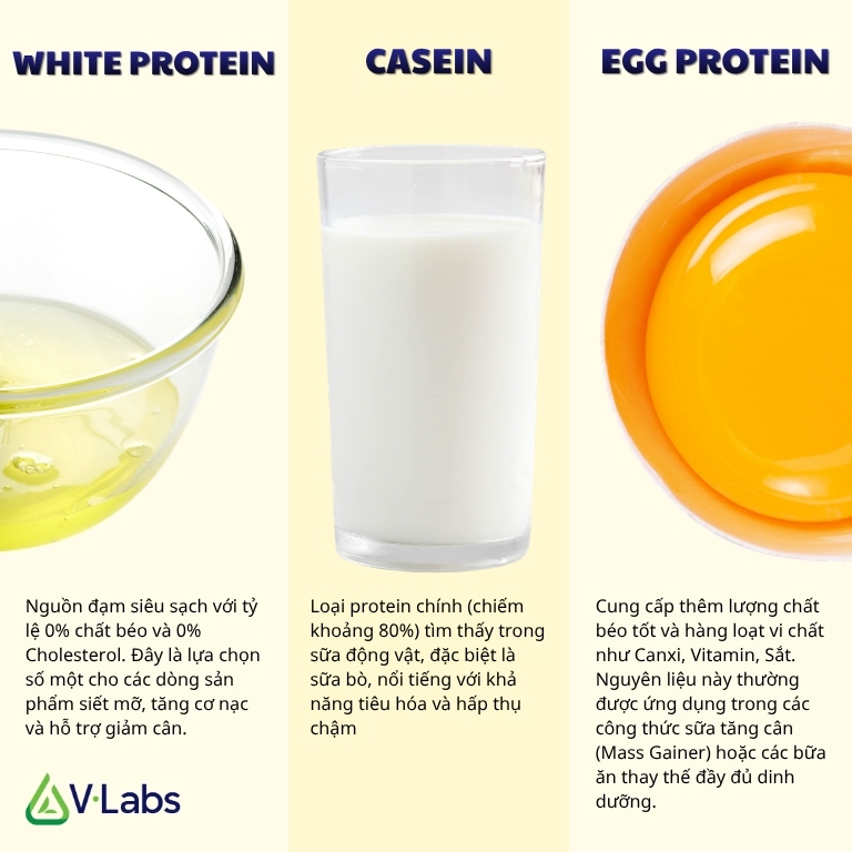 Giải Mã Egg Protein Là Gì: Tiêu Chuẩn Vàng Và Chiến Lược Gia Công Đạm Trứng Đột Phá