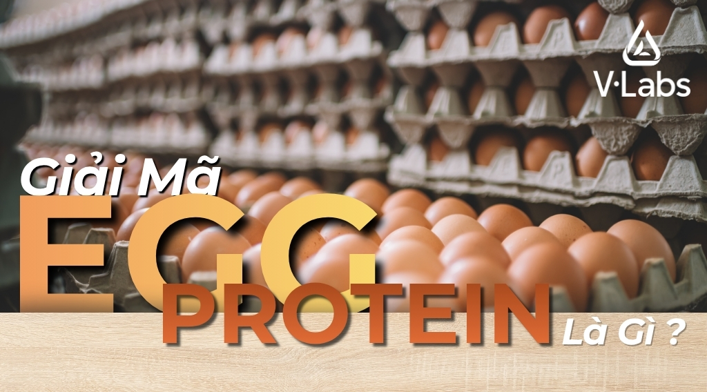 Giải Mã Egg Protein Là Gì: Tiêu Chuẩn Vàng Và Chiến Lược Gia Công Đạm Trứng Đột Phá