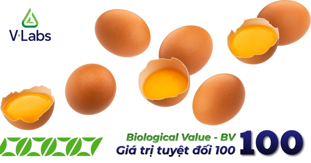 Giải Mã Egg Protein Là Gì: Tiêu Chuẩn Vàng Và Chiến Lược Gia Công Đạm Trứng Đột Phá